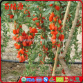 100% organic organic goji goji berries dried goji berry with high export rate